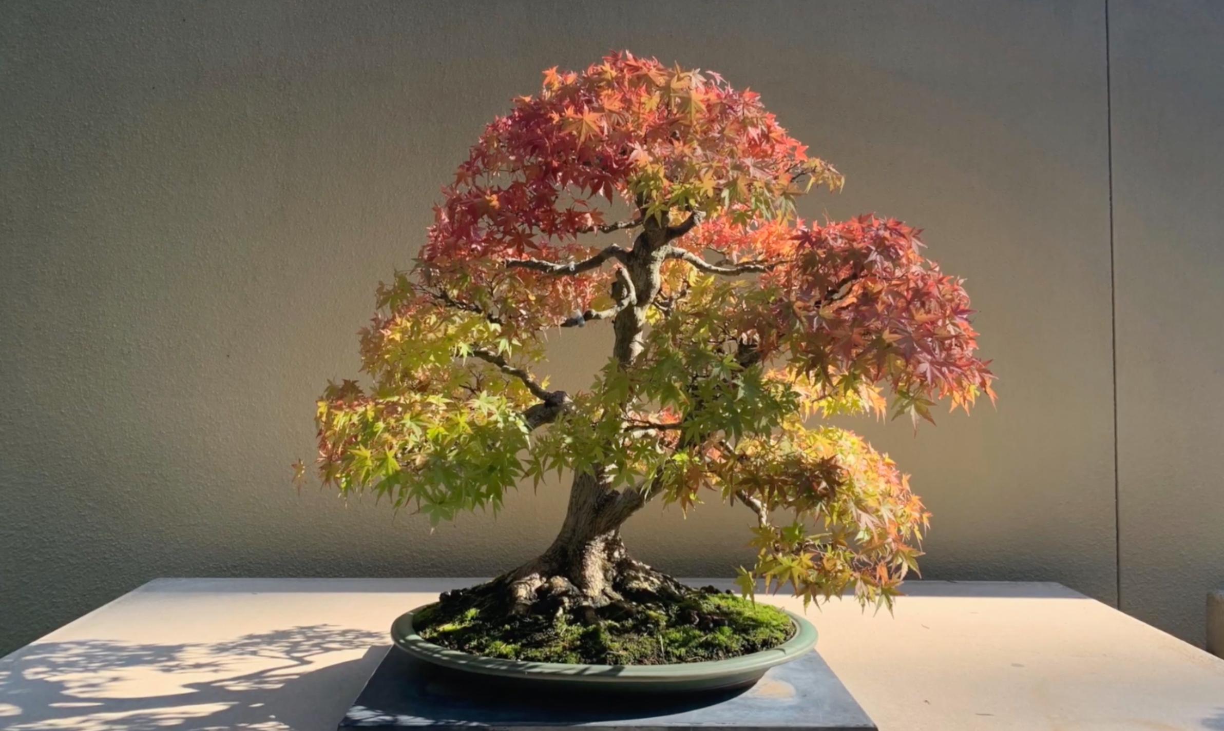 Pacific_Bonzai_Museum Pacific_Bonzai_Museum